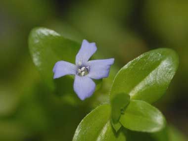 bacopa.jpg