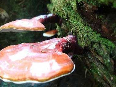 ganoderma.jpg